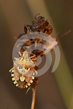 Patterned Shield Bug on Dry Plant