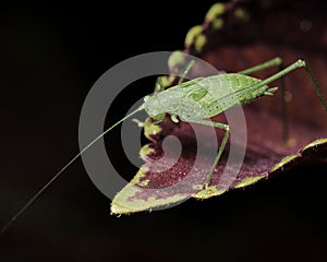 a bug with its long legs on top of a leaf