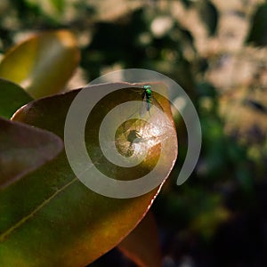 Torymus Insect Resting on a Leaf in Natural Light