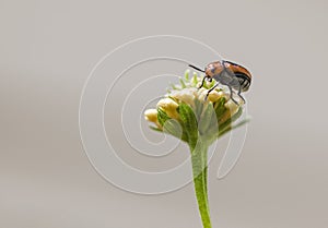 Bug on Lantana Bud