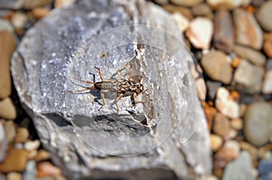 Bug - Larva caddis fly (Plecoptera)