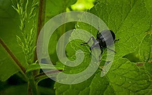 Bug on the leaf and grass. Slovakia