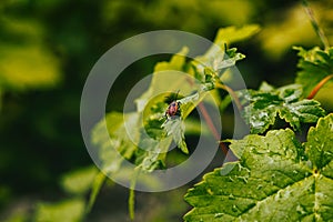 Bug on the leaf and grass. Slovakia