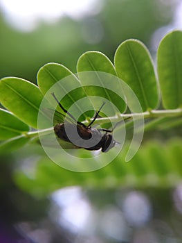 Bug leaf HD
