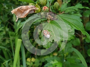 bug on a leaf of a plant. Smelly bug of gray-brown color