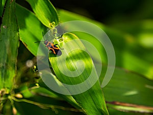 Bug on a Leaf