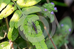 Bug on a leaf Laos