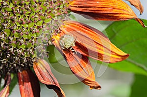 Bug on the leaves of a flower