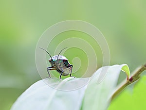 bug life on green background