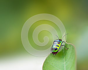 bug life on green background