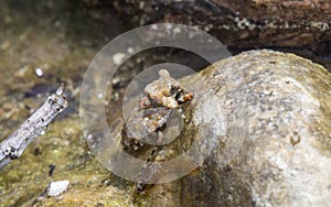 A Bug that Looks Like a Rock the Big-eyed Toad Bug Gelastocoris oculatus In a Lake Camouflaged