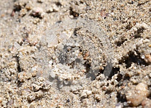 A Bug that Looks Like a Rock the Big-eyed Toad Bug Gelastocoris oculatus In a Lake Camouflaged