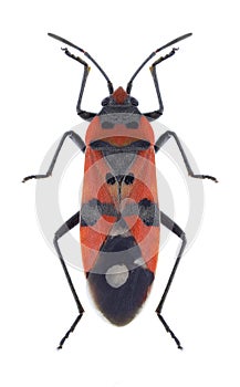 Bug Lygaeus equestris