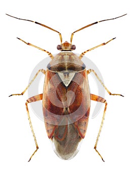 Bug Lygus pratensis
