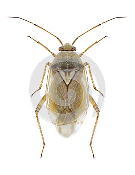 Bug Lygus pratensis