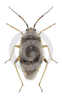 Bug Lygus rugulipennis