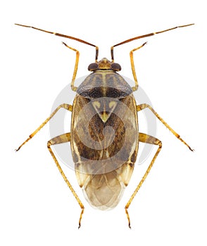 Bug Lygus wagneri