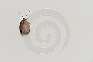 A bug lying supine on the white background with a lot of copy space.