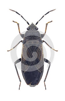 Bug Megalonotus chiragra