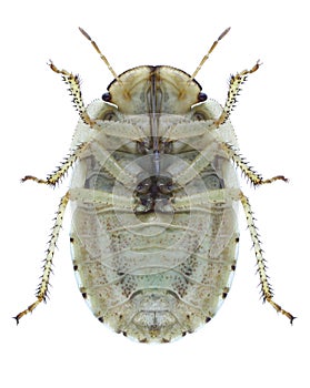 Bug Menaccarus arenicola underside