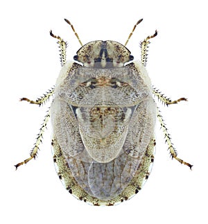 Bug Menaccarus arenicola