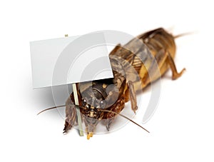 A bug - mole cricket - holding blank sign
