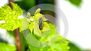 bug named soldier beetle, Cantharis fusca,on the top of grape leaf