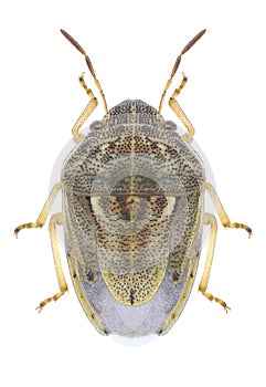 Bug Neottiglossa leporina