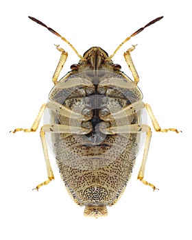 Bug Neottiglossa leporina underside