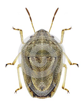 Bug Neottiglossa leporina