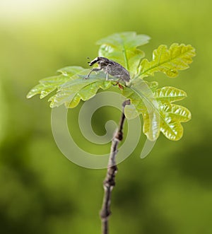 Bug on oak twig top