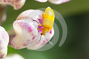 bug on orchid flower