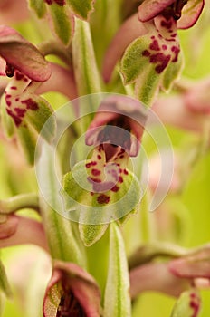 Bug Orchid flowers - Anacamptis coriophora