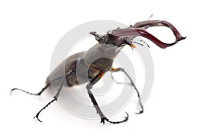 Bug Oryctes Nasicornis