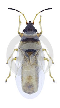 Bug Oxycarenus pallens