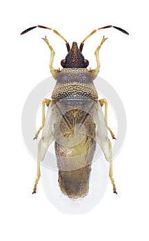 Bug Oxycarenus pallens