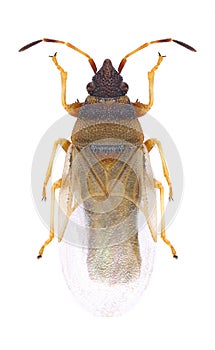 Bug Oxycarenus pallens