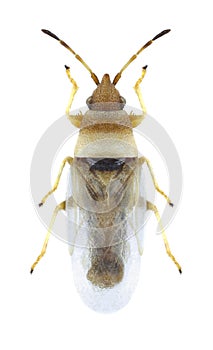 Bug Oxycarenus pallens