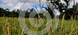 A bug that perch on rice stalks