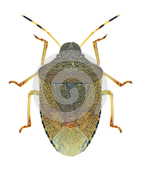 Bug Peribalus strictus
