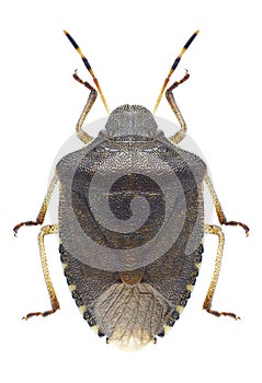 Bug Peribalus strictus