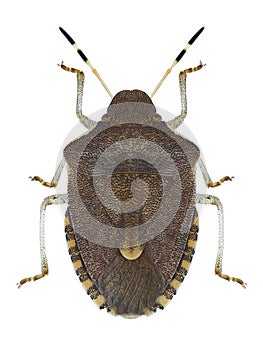 Bug Peribalus strictus
