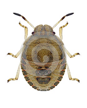 Bug Peribalus strictus