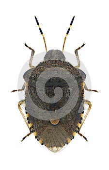 Bug Peribalus strictus