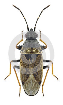 Bug Peritrechus gracilicornis