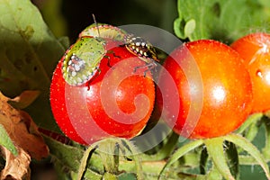 Bug pest harmful turtle Eurygaster integriceps on ripe tomatoes close-up. photo