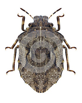 Bug Phimodera humeralis