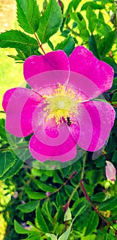 Bug Photobomb on flower