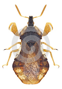 Bug Phymata crassipes