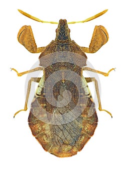 Bug Phymata crassipes